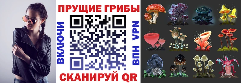 Псилоцибиновые грибы мицелий  Кингисепп 