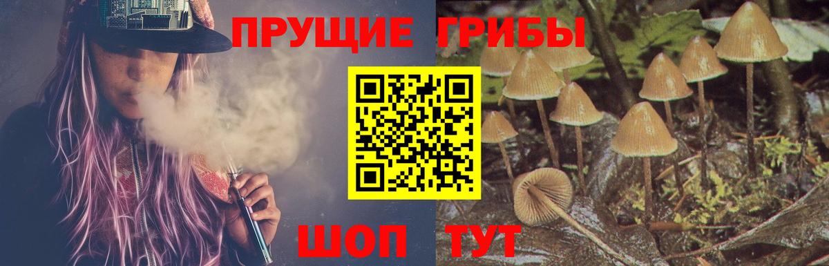 Псилоцибиновые грибы мицелий Кингисепп